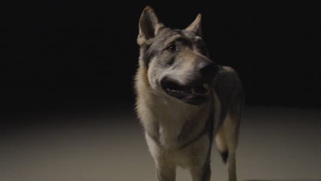 Perro-Lobo-En-Un-Ambiente-De-Estudio-Oscuro.