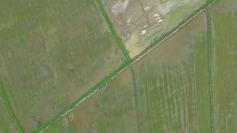 Top-Down-Aerial-Shot-Over-Paddy-Fields-with-a-Dolly-Shot-Moving-Forward-over-Farmland-in-Ratchaburi,-Thailand
