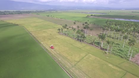 Aerial-drone-view-Rice-plantations-in-the-Dominican-Republic