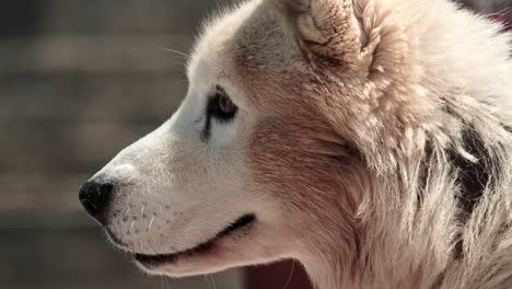 Husky-dog-looking-attentively-as-seen-from-a-side-profile