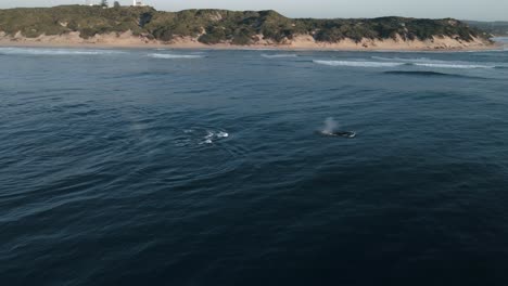 Toma-Aérea-De-Una-Manada-De-Ballenas-Jorobadas-Migrando-Frente-A-La-Costa-De-Mozambique.