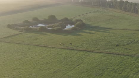 Aerial-view-of-wild-heather-in-countryside-during-foggy-morning,-Netherlands