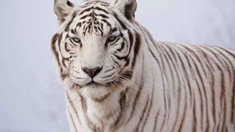 Weißer-Tiger-Vor-Blauem-Himmel-In-Zeitlupe