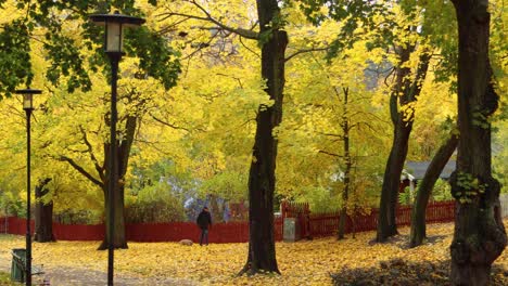 Un-Anciano-Y-Un-Perro-Pequeño-Caminan-Por-Un-Frondoso-Parque-En-Otoño-En-Estocolmo