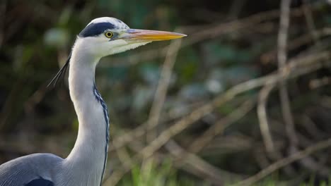 Head-and-graceful-long-neck-of-grey-heron-bird-against-blurry-bushes