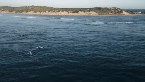 Luftaufnahme-über-Einer-Herde-Buckelwale,-Die-Aus-Mosambik-Einwandern