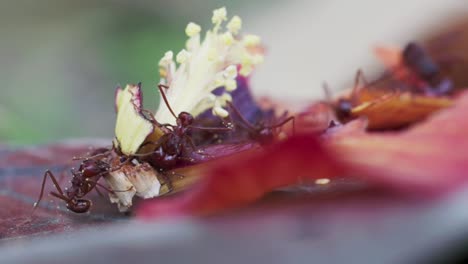 Imágenes-En-Timelapse-De-Hormigas-Bravas-Alimentándose-De-Una-Flor-De-Hibisco-Rojo-Caído-Y-Un-Pistilo