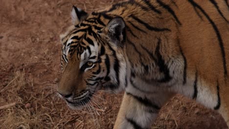 tiger-turns-and-walks-closeup-slomo