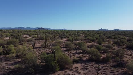 Remote-barren-desert-landscape-with-cactuses-and-mountains-during-clear-blue-sunny-morning