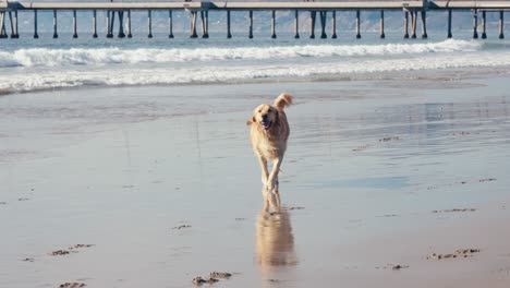 Golden-Retriever-Hund-Mit-Ballspielzeug-Im-Mund-Läuft-An-Einem-Sonnigen-Tag-Am-Sandstrand,-Zeitlupe