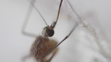 Primer-Plano-De-La-Percha-Vertical-De-Ojos-Compuestos-Del-Mosquito.