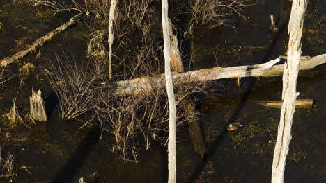 Dead-trees-in-swamp-water,-point-remove,-blackwell,-arkansas,-aerial-view