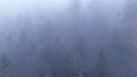 Aerial-slow-fly-over-ghost-trees-appearing-through-thick-fog-over-an-ethereal-moody-mountain-forest