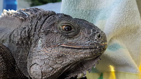 Close-up-shot-of-the-head-of-a-large-iguana-sitting-quietly-next-to-a-towel