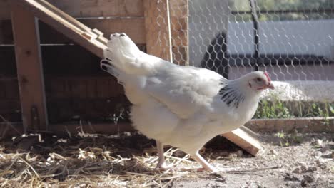 Pollo-Blanco-Picoteando-Y-Observando-En-Un-Gallinero-Soleado