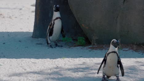 Zwei-Markierte-Afrikanische-Pinguine-Spheniscus-Demersus-Watschelt-Am-Strand-Neben-Felsbrocken