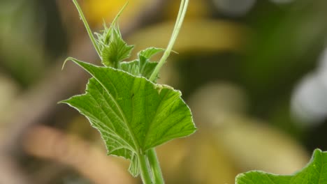 Flaschenkürbis-Schönes-Blatt-