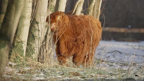 Furry-highland-cow-bull-scratching-its-huge-horn-on-tree-in-winter