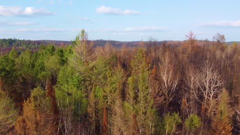 Magical-forest-with-autumn-colors,-aerial-drone-view