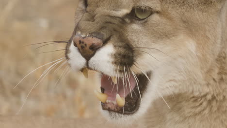 Extreme-Nahaufnahme-Eines-Knurrenden-Berglöwen-Pumas