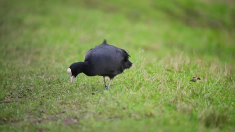 Eurasischer-Blässhuhnvogel,-Der-Mit-Seinem-Schnabel-Auf-Grasboden-Nach-Nahrung-Pickt