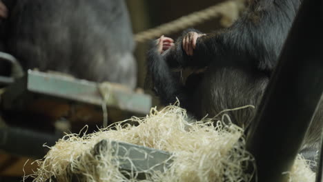 Close-up-of-endangered-Baby-Western-Chimpanzee-hands-holding-on-to-mother-sitting-in-hay-habitat-at-the-Zoo