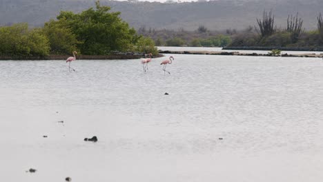 Flamingos-Waten-In-Ruhigen-Gewässern-Mit-üppigem-Grün-Im-Hintergrund