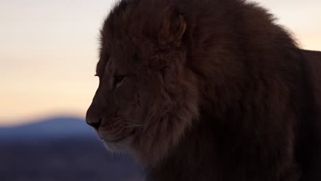 Löwe-Leckt-Seine-Lippen-Zeitlupe-Sonnenaufgang
