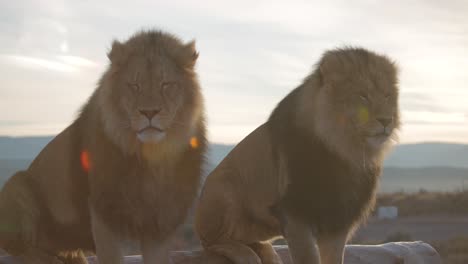 Hermanos-Leones-Mirando-Juntos-Alrededor-En-La-Reserva-De-Vida-Silvestre-Slomo-Amanecer