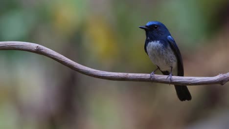Camera-zooms-in-as-it-is-perched-on-the-right,-Hainan-Blue-Flycatcher-Cyornis-hainanus,-Thailand