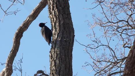 Black-Woodpecker-looks-for-suitable-home-in-mature-deciduous-tree