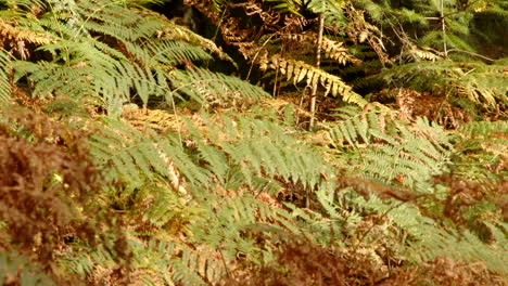 Mittlere-Aufnahme-Von-Herbstfarnen-Adlerfarn-Im-Blackwater-Arboretum