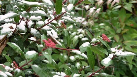 Nahaufnahme,-Detaillierte-Aufnahme-Von-Schnee-Auf-Grünen-Blättern-Und-Blüten