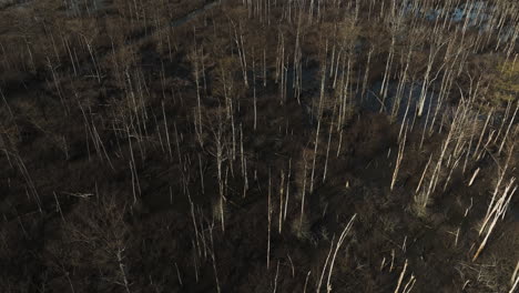Point-Remove-Wildlife-Area,-Blackwell,-Arkansas,-Mit-Kahlen-Bäumen-Und-Wasserflächen,-Luftaufnahme