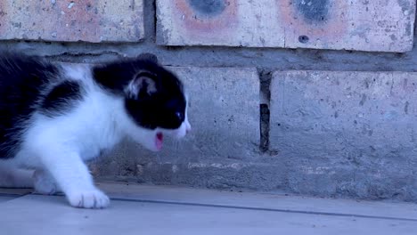 Un-Pequeño-Gatito-Caminando-Curiosamente-Sobre-El-Suelo-De-Baldosas-A-Lo-Largo-De-La-Pared-De-Ladrillo