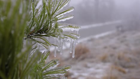 Pine-branch-with-icicles-against-a-blurred-winter-backdrop,-close-up