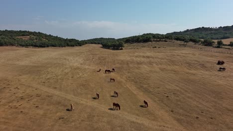 Horses-grazing-in-nanclares-de-gamboa,-golden-fields-under-blue-sky,-aerial-view