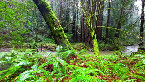 POV-Aufnahme-Von-Pflanzen-Und-Einem-Fluss-Im-Muir-Woods-National-Monument,-Kalifornien,-USA