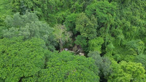 Lush-green-forest-in-Northern-Thailand