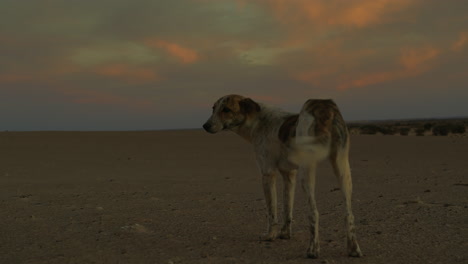 Un-Perro-En-El-Desierto-De-Marruecos-Al-Atardecer