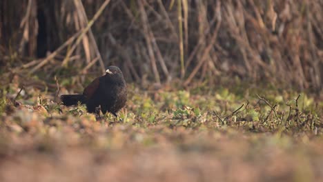 Greater-coucal-Feeding-in-Wetland-in-morning