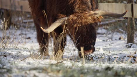 Gehörnte-Pelzige-Hochlandkuh-Grast-Auf-Gras-Am-Zaun-Im-Winterschnee