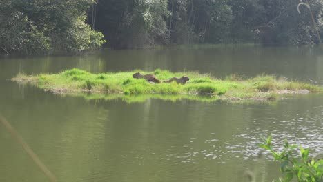 Familia-Capibara-En-La-Isla-Del-Lago-Cerca-De-São-Paulo,-Brasil