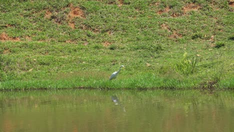 Pájaro-Pescador-Blanco-Cazando-Presas-En-El-Borde-Del-Lago.