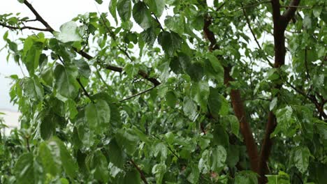 Maulbeerbaum-Nach-Dem-Höhepunkt-Eines-Regensturms