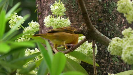 Female-Taveta-golden-weaver,-ploceus-castaneiceps-perched-on-a-branch-of-a-blackboard-tree,-feeding-on-the-flowering-plant,-showcasing-the-natural-beauty-of-fauna-and-flora,-close-up-shot