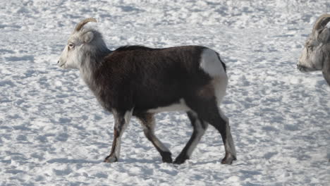 Female-Bighorn-Sheep-Walking-On-Snow-In-Yukon,-Canada
