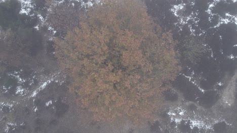Aerial-top-down-cinematic-ascending-movement-showing-autumn-colorful-leafs-of-treetop-with-reveal-of-moorland-landscape-disappearing-in-a-thick-misty-fog-complementing-the-white-snow-on-the-ground