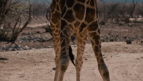 Giraffe-spreading-stance-to-eat-off-ground