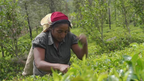 Mujeres-De-Sri-Lanka-Arrancando-Hojas-De-Té-En-Una-Plantación